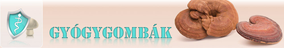 A legismertebb gyógygombák a ganoderma, cordyceps és maitake. Ezek a gyógyító gombák segítséget nyújthatnak a rákos daganatok, a rák kezelésében. A gyógygombák más krónikus betegség gyógyításában is szerepet játszhatnak. Weboldalunkon a gyógygombák legfontosabb tulajdonságait kívánjuk bemutatni.