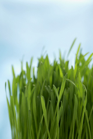 wheatgrass.jpg