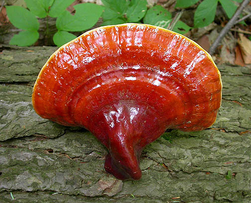 http://drtihanyi.hu/uploads/ganoderma-tsugae_ngco.jpg