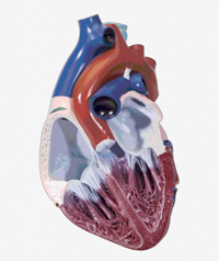 http://drtihanyi.hu/uploads/heart5.jpg
