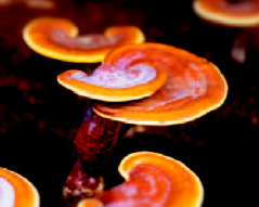 http://drtihanyi.hu/uploads/reishi2.jpg